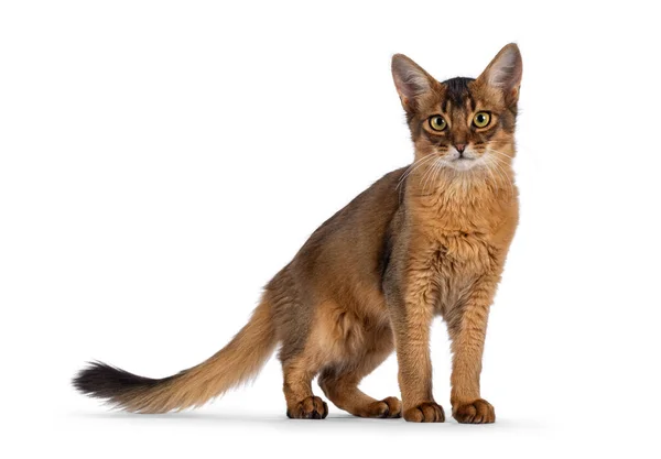 Handsome Young Ruddy Somali Cat Standing Side Ways Tail Looking — Stock Photo, Image