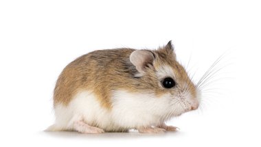 Şirin Roborovski hamsterı yan yolda duruyor. Beyaz bir arkaplanda izole edilmiş.