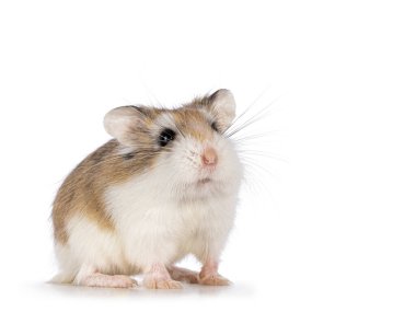 Şirin Roborovski hamsterı önde duruyor ve yukarı bakıyor. Beyaz bir arkaplanda izole edilmiş.