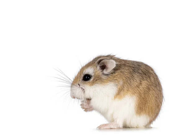 Bonito Roborovski Hamster Sentado Lado Lado Patas Traseiras Comendo Suas — Fotografia de Stock