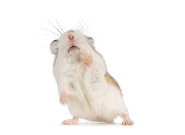 Niedlicher Roborovski Hamster Der Auf Handpfoten Vor Dem Gesicht Steht — Stockfoto