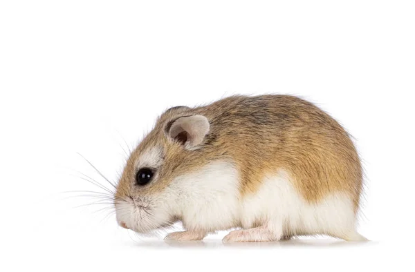 Bonito Hamster Roborovski Isolado Sobre Fundo Branco — Fotografia de Stock