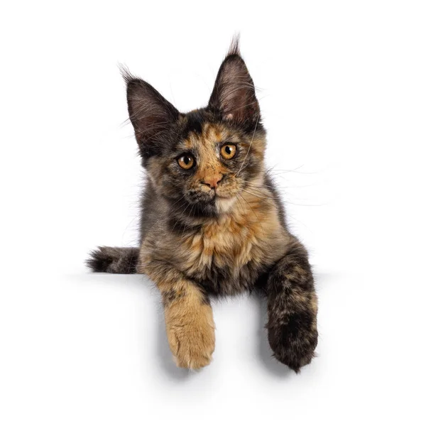 Imponerande Tortie Maine Coon Katt Kattunge Som Ligger Vänd Framåt — Stockfoto