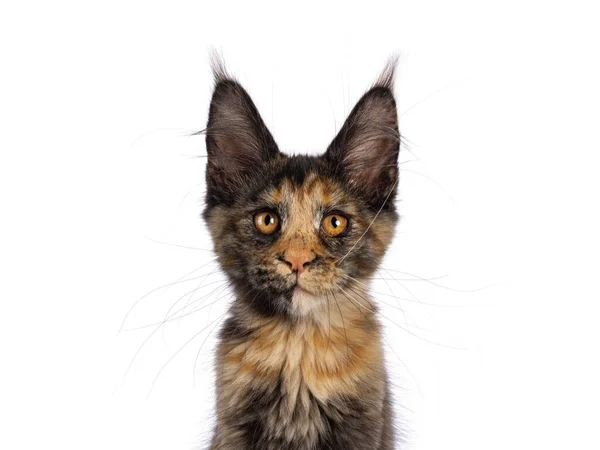 Testa Impressionante Tortie Maine Coon Gatto Gattino Seduto Fronte Mostrando — Foto Stock