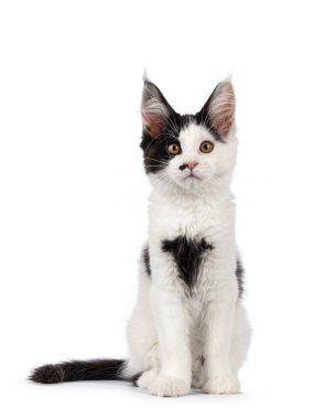 Siyah-beyaz sevimli Rakun kedi yavrusu, yüzü önde oturuyor. Doğrudan kameraya bakıyorum. Beyaz bir arkaplanda izole edilmiş.