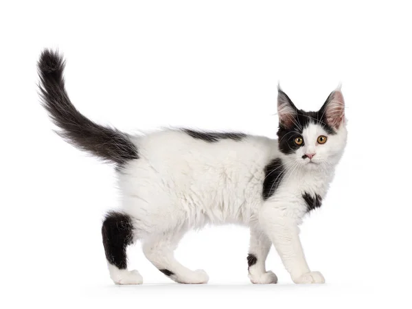 Tatlı Siyah Beyaz Maine Rakunu Kedi Yavrusu Yan Yana Yürüyor — Stok fotoğraf