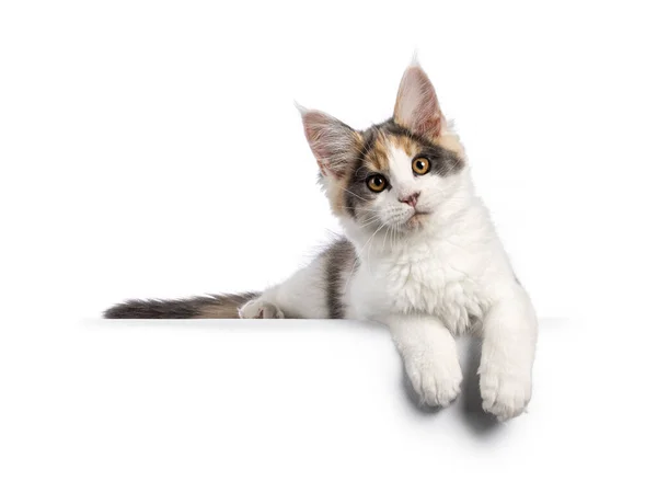 Niedliche Maine Coon Katzenkätzchen Mit Waschbär Ähnlicher Maske Die Sich — Stockfoto