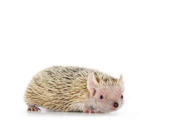 Tenrec, nam-ı diğer Echinops Telfairi, yan yollar. Kameraya doğru bakıyorum. Beyaz bir arkaplanda izole edilmiş.