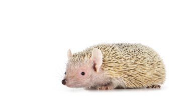 Tenrec, nam-ı diğer Echinops Telfairi, yan yana hareket ediyor. Beyaz bir arkaplanda izole edilmiş.