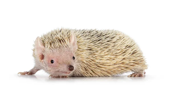 Tenrec Alias Echinops Telfairi Pie Lado Mirando Hacia Cámara Aislado — Foto de Stock