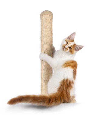 Şirin soytarı Maine Rakun kedi yavrusu, sisal tırmalama direğinde geriye sarkıyor. Direk kameraya bakıyorum. beyaz arkaplanda izole edilmiş.