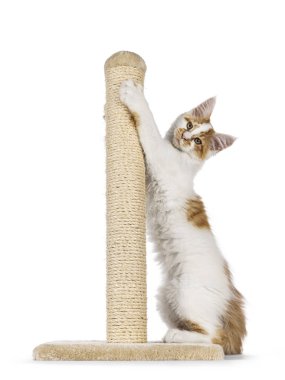 Şirin soytarı Maine Rakun kedi yavrusu sisal tırmalama direğinde asılı duruyor. Doğrudan kameraya bakıyorum. beyaz arkaplanda izole edilmiş.