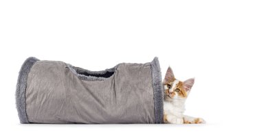 Beyaz arka planda Maine Rakun kedi yavrusu