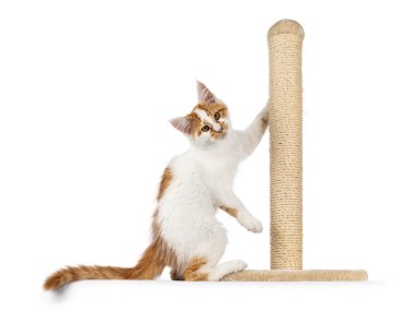 Şirin soytarı Maine Rakun kedi yavrusu sisal tırmalama direğinde asılı duruyor. Doğrudan kameraya bakıyorum. beyaz arkaplanda izole edilmiş.