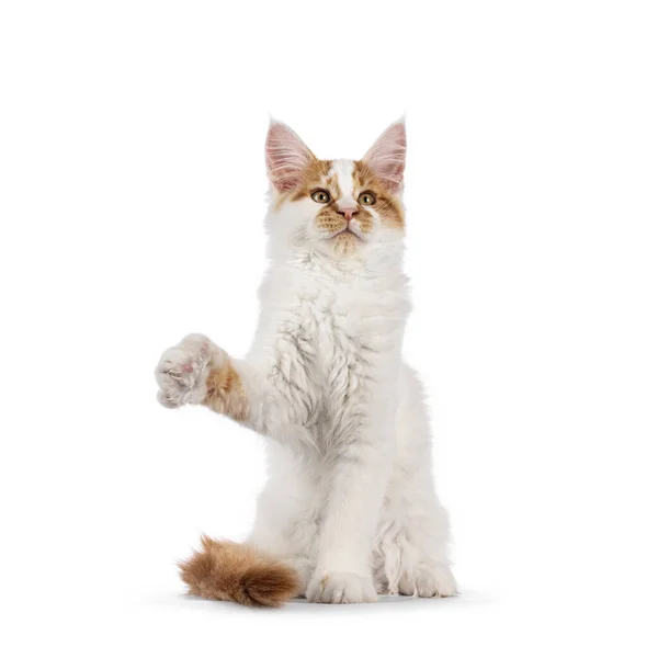 Cute Harlequin Maine Coon Cat Kitten Sitting Facing Front One — Stock Photo, Image