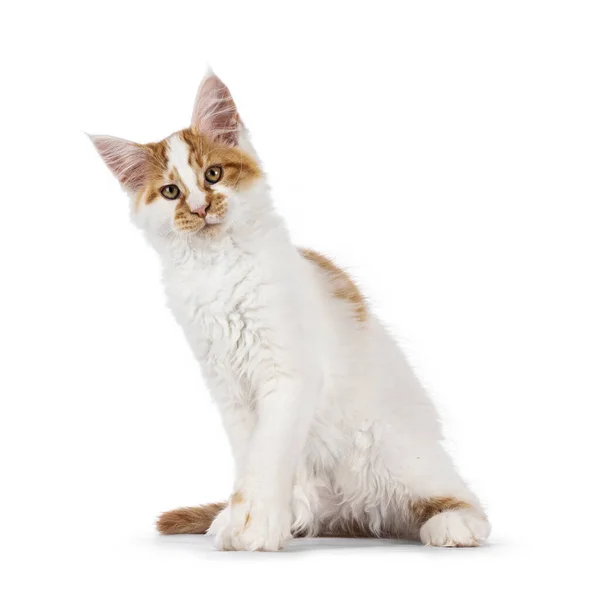 Bonito Arlequim Maine Coon Gato Gatinho Sentado Frente Para Cima — Fotografia de Stock