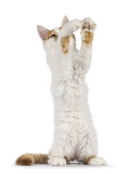 Leuke Harlekijn Maine Coon Kat Kitten Staande Achterpoten Als Stokstaartje — Stockfoto
