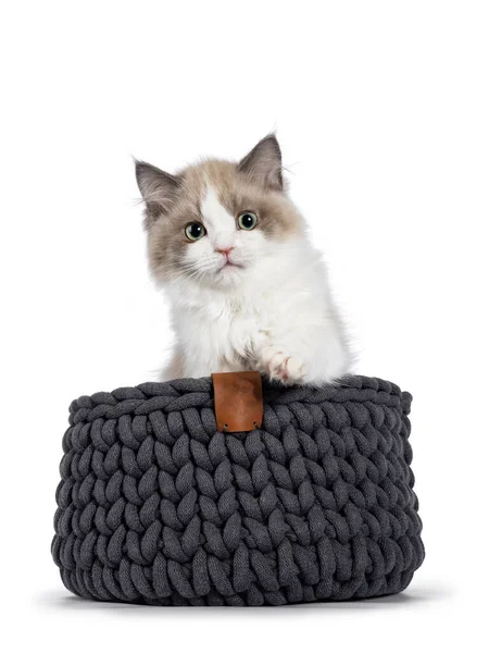 Gatinho Gato Bonito Vison Ragdoll Sentado Cesta Cinza Com Uma — Fotografia de Stock