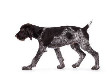 Genç, kahverengi ve beyaz Alman, sivri uçlu köpek yavrusu, yan yana yürüyor. Doğrudan kameraya bakıyorum. Beyaz bir arkaplanda izole edilmiş.