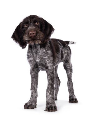 Genç kahverengi ve beyaz Alman sivri uçlu köpek yavrusu, önde duruyor. Doğrudan kameraya bakıyorum. Beyaz bir arkaplanda izole edilmiş.