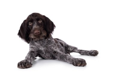 Genç, kahverengi ve beyaz Alman sivri uçlu köpek yavrusu yere yatıyordu. Doğrudan kameraya bakıyorum. Beyaz bir arkaplanda izole edilmiş.