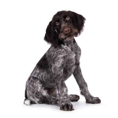 Genç, kahverengi ve beyaz Alman sivri uçlu köpek yavrusu yan yana oturuyor. Doğrudan kameraya bakıyorum. Beyaz bir arkaplanda izole edilmiş.