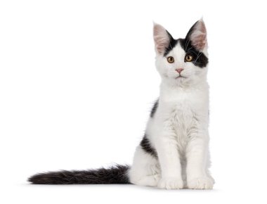 Yakışıklı siyah-beyaz Maine Rakun kedi yavrusu, avucunun içinde oynak bir şekilde önde oturuyor. Beyaz bir arka planda izole edilmiş, merceğe doğru bakıyor. Lense doğru bakıyorum, beyaz bir arkaplanda izole edilmiş..