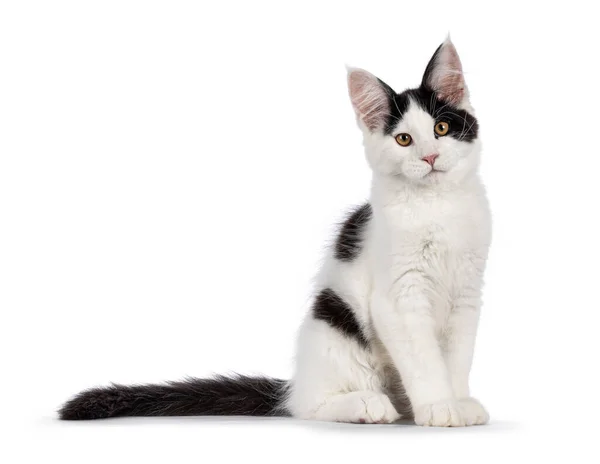 Komea Mustavalkoinen Maine Coon Kissa Kissanpentu Istuu Sivuttain Katse Kohti — kuvapankkivalokuva
