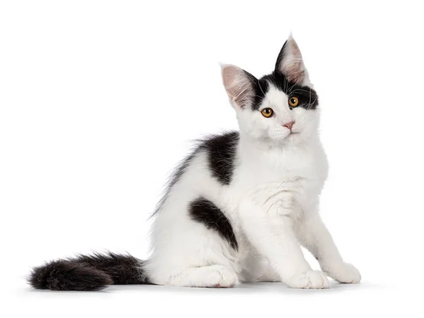 Bellissimo Gatto Del Maine Coon Bianco Nero Seduto Lateralmente Guardando — Foto Stock