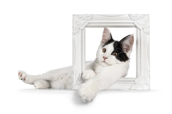 Przystojny Czarno Biały Kot Maine Coon Leżący Zabawnie Przez Białą — Zdjęcie stockowe