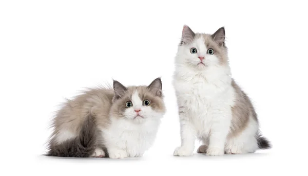 Zwei Niedliche Nerz Ragdoll Katzenkätzchen Sitzend Und Liegend Nebeneinander Blickt — Stockfoto