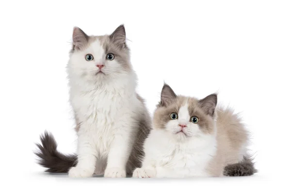 Due Simpatici Visone Ragdoll Gatto Gattino Seduto Sdraiato Accanto All — Foto Stock