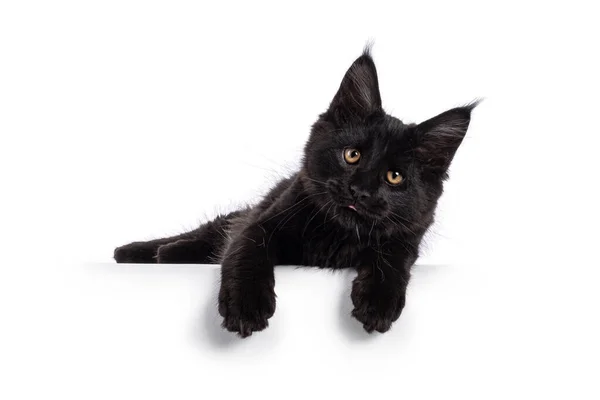 Hermoso Sólido Negro Maine Coon Gato Gatito Acostado Lado Maneras — Foto de Stock