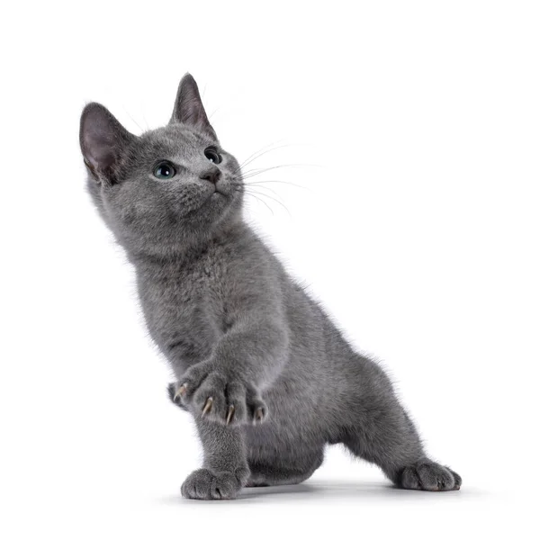 Gut Typisiertes Russisch Blaues Katzenkätzchen Das Mit Pfote Der Luft — Stockfoto