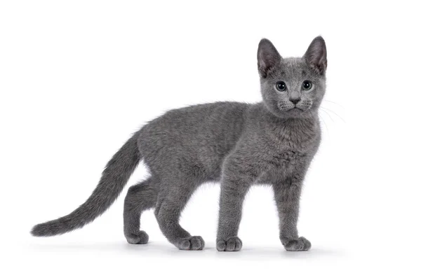 Jól Gépelt Orosz Kék Macska Cica Álló Oldalon Zöldszemű Kamerát — Stock Fotó