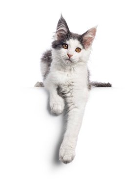 Şirin mavi bicolor Maine Rakunu pençelerini kenarda sallayarak uzanabilir. Kameraya doğru bakıyorum. Beyaz bir arkaplanda izole edilmiş.