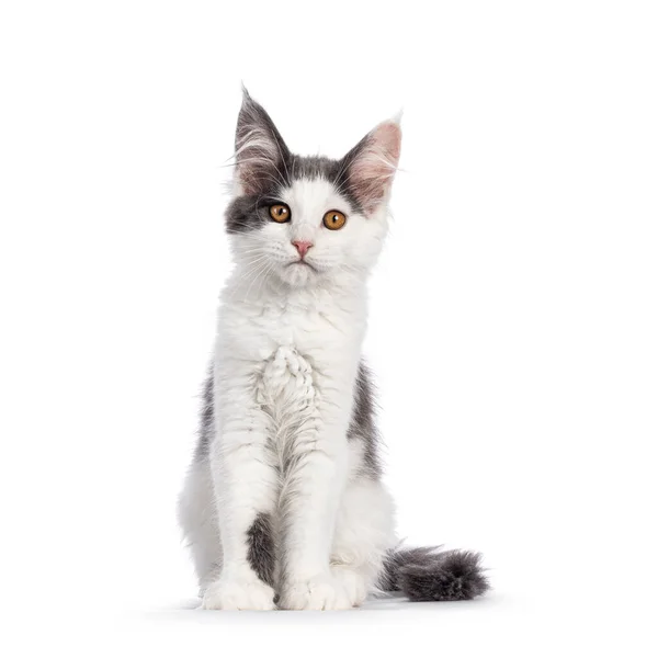 Cute Blue White Bicolor Maine Coon Can Kitten Sitting Facing — Stock Photo, Image