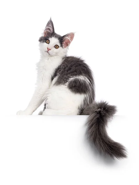 Schattig Blauw Wit Tweekleurig Maine Coon Kan Kitten Zitten Zijwaarts — Stockfoto