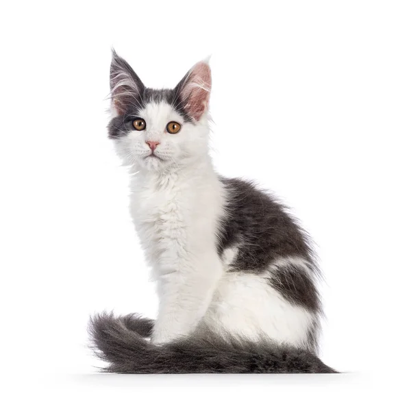 Schattig Blauw Wit Tweekleurig Maine Coon Kan Kitten Zitten Zijwaarts — Stockfoto