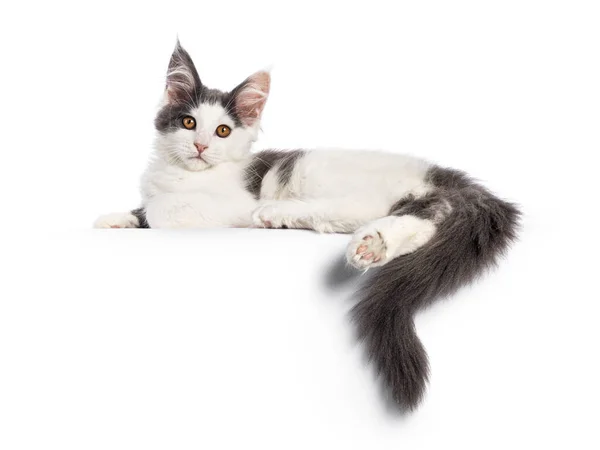 可爱的蓝色白色双色的缅因州可以猫咪 放下侧道与爪子和尾巴挂在边缘放松 好奇地看着相机 被白色背景隔离 — 图库照片
