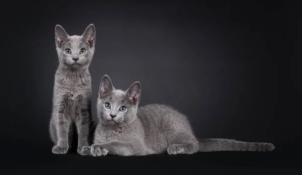 Adorable duo of 2 Russian Blue cat kittens, sitting and laying beside each other. Looking towards camera with green eyes. Isolated on a blacl background.