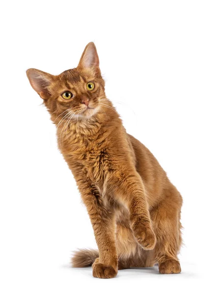 Guapo Joven Acedera Gato Somalí Gatito Sentado Frente Mirando Hacia —  Fotos de Stock