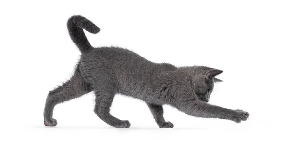 Excellent Typed Russian Blue Cat Kitten Playing Side Ways Looking — Stock Photo, Image