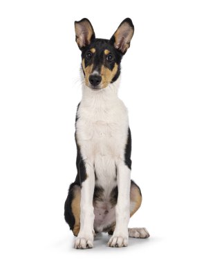Yüzü önde oturan sevimli, genç, yumuşak Collie köpeği. Kameraya doğru bakıyorum. Beyaz bir arkaplanda izole edilmiş.