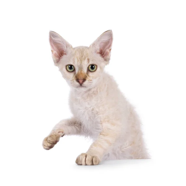 Czekoladowe Tabby Poplamione Tonkinese Spiczasty Longhair Laperm Kot Stojący Krawędzią — Zdjęcie stockowe