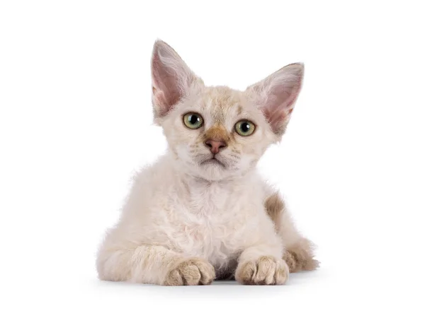 Czekoladowe Tabby Poplamione Tonkinese Spiczasty Longhair Laperm Kot Leżący Twarzą — Zdjęcie stockowe