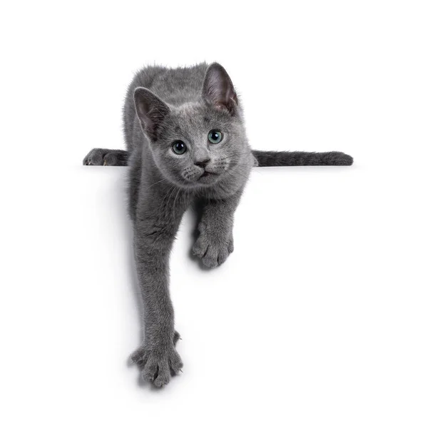 Echt Typisiertes Russisch Blaues Katzenkätzchen Das Über Der Kante Nach — Stockfoto