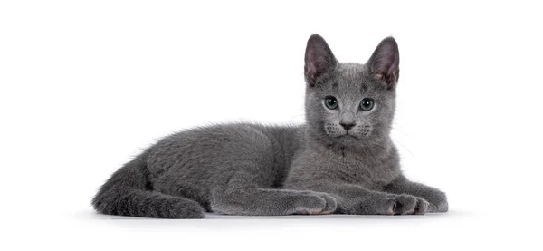 Gatinho Gato Azul Russo Datilografado Verdadeiro Estabelecendo Caminhos Laterais Olhando — Fotografia de Stock