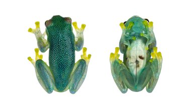Top and belly view of glass Frog aka Cochranella granulosa, showing see through fingers, legs and abdomen. Isolated on a white background. clipart