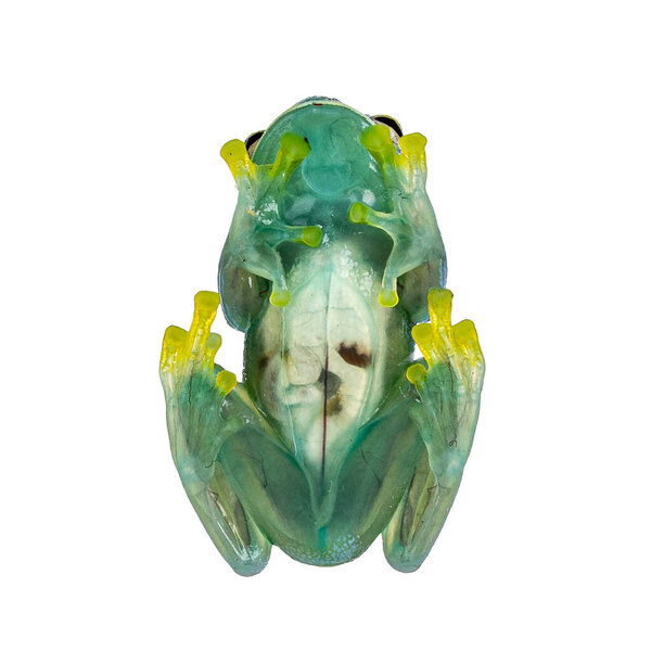 Вид на живот стеклянной лягушки, иначе Cochranella granulosa, показывает зрение через живот. Изолированный на белом фоне.